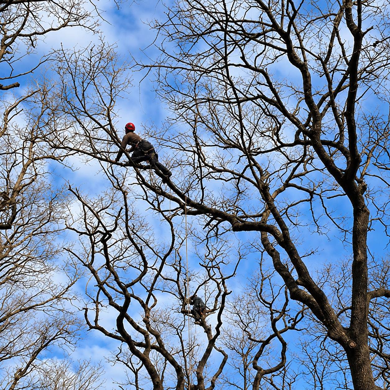 Un élagueur casqué est perché dans les hautes branches d'un grand arbre sans feuilles, sous un ciel bleu légèrement nuageux.