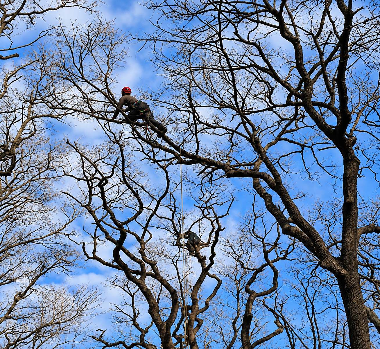 Deux élagueurs encordés, dont un portant un casque rouge, travaillent dans les branches d'arbres dénudés sous un ciel bleu partiellement nuageux.